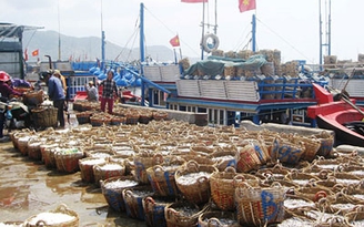 Trúng đậm mùa cá cơm